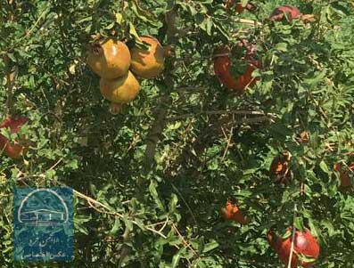 باغات انار روستای کویر مصر